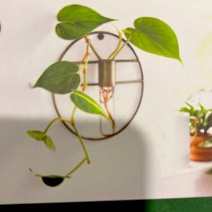 Wall mounted propagation by Hilton Carter